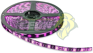 ROLLO HIPERLEDS (300 LEDS 5050 ROSAS) 5 mts. RECORTABLE (5M-PNK)